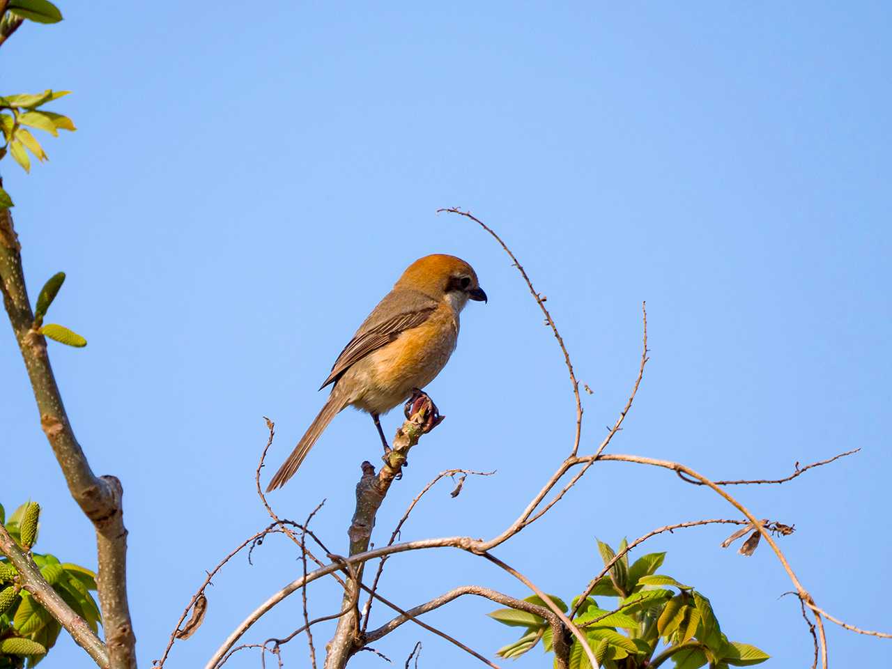 Bull-headed Shrike