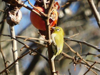 メジロ 千葉県市川市 2021年12月19日(日)