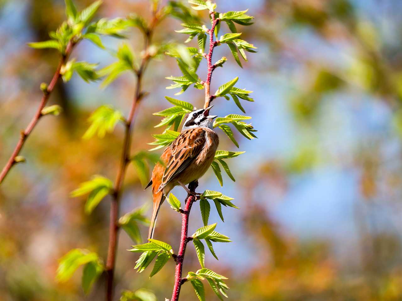 Meadow Bunting