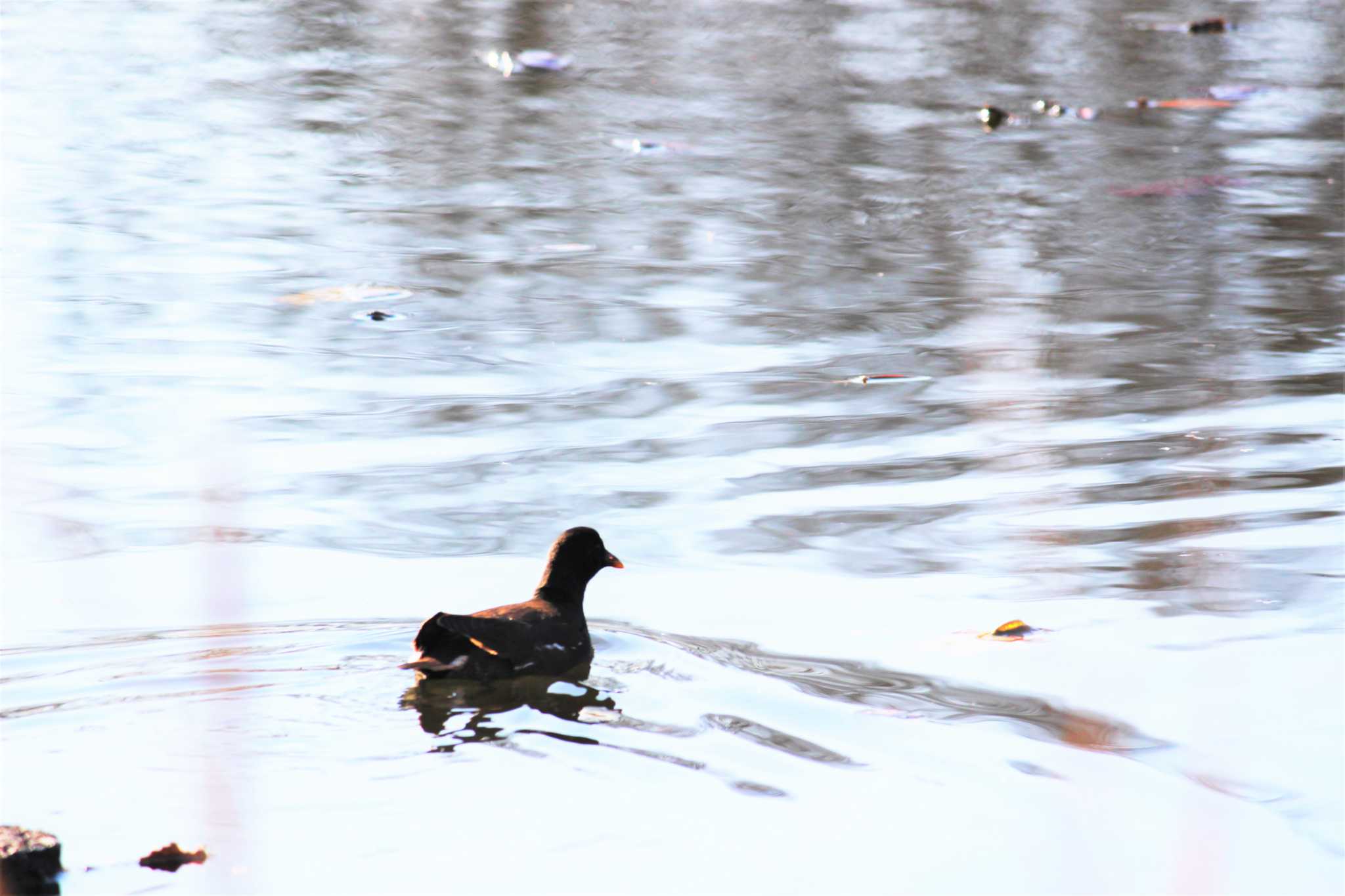 見沼自然公園 バンの写真 by MATIKEN