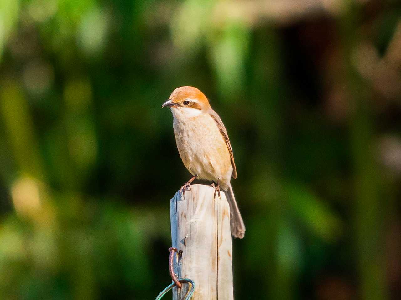 Bull-headed Shrike