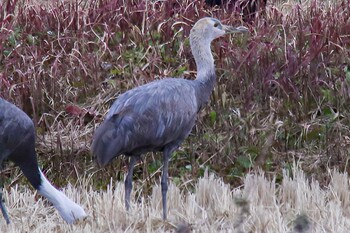 Hooded Crane 山口県周南市八代 Sun, 12/19/2021