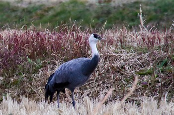 Hooded Crane 山口県周南市八代 Sun, 12/19/2021