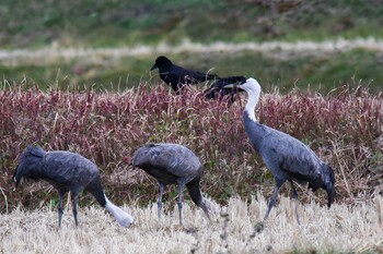 Hooded Crane 山口県周南市八代 Sun, 12/19/2021