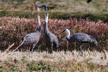 Hooded Crane 山口県周南市八代 Sun, 12/19/2021