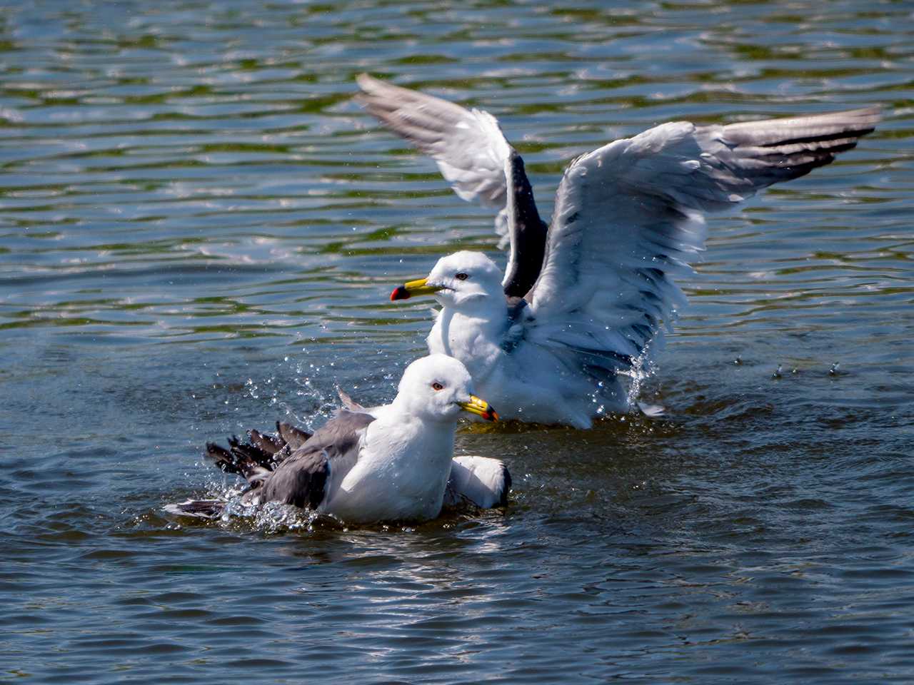 Black-tailed Gull