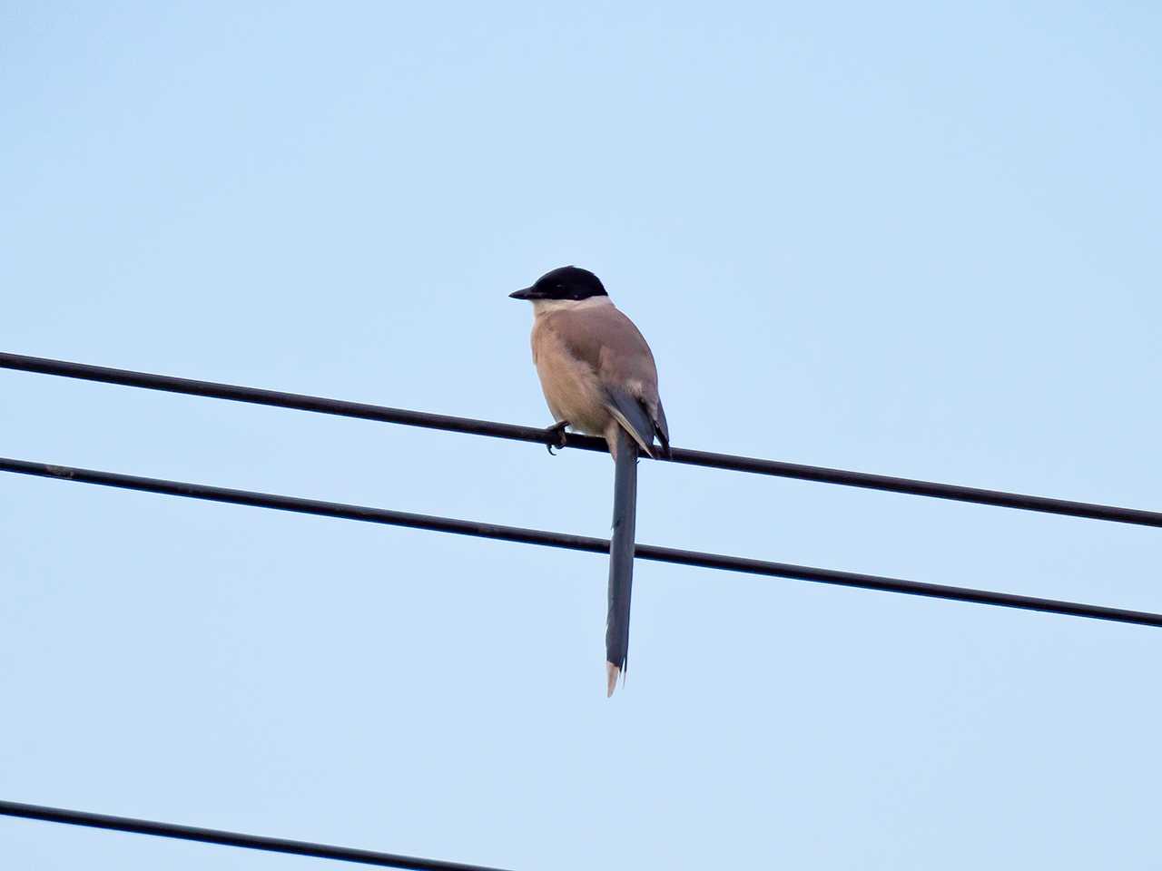 Azure-winged Magpie