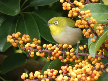 Japanese White-eye(loochooensis) Yoron Island Sun, 12/19/2021