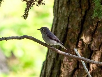 Dark-sided Flycatcher 岩手県陸前高田市 Fri, 5/5/2017