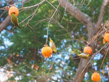 Warbling White-eye 千葉県 Sun, 12/19/2021