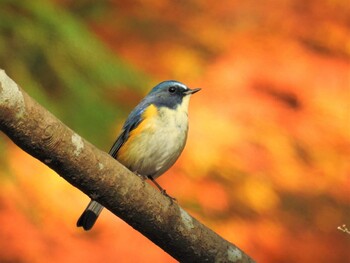 ルリビタキ 井頭公園 2021年12月12日(日)