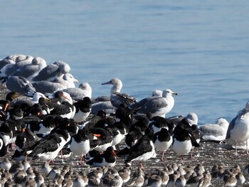 Sun, 12/19/2021 Birding report at Sambanze Tideland