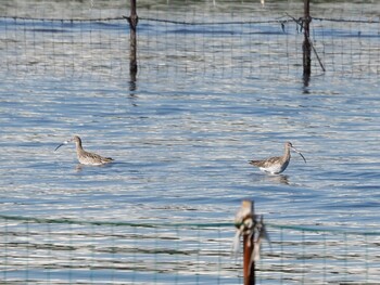 Eurasian Curlew Sambanze Tideland Sun, 12/19/2021