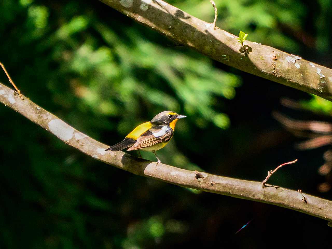 Narcissus Flycatcher