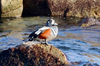 シノリガモ 平磯海岸 2021年12月15日(水)