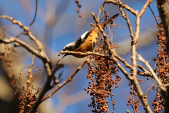 Daurian Redstart Hayatogawa Forest Road Sun, 12/19/2021