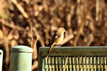 Daurian Redstart Hayatogawa Forest Road Sun, 12/19/2021