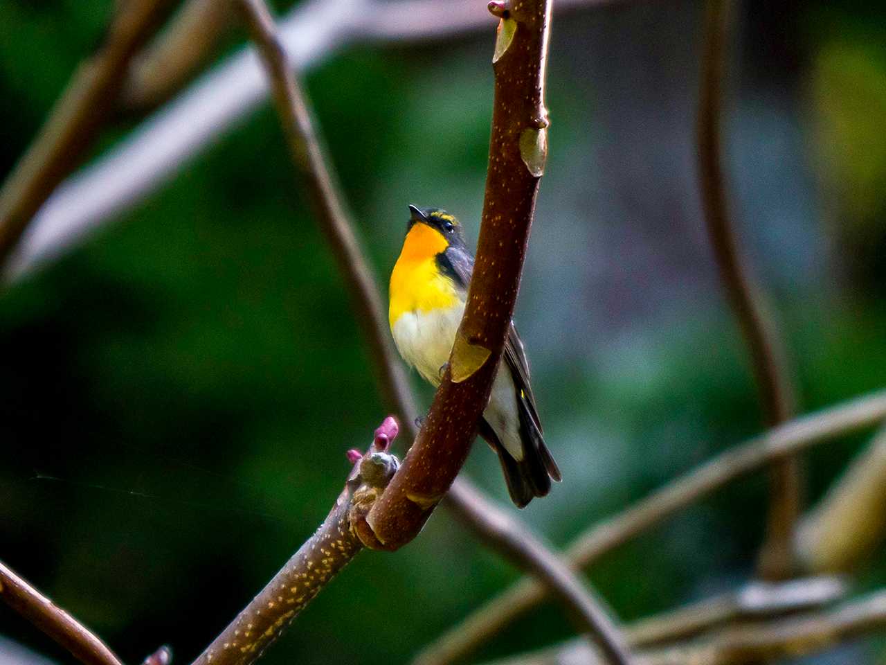 Narcissus Flycatcher