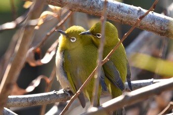 メジロ 水元公園 2021年12月19日(日)