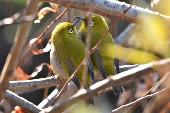 メジロ 水元公園 2021年12月19日(日)