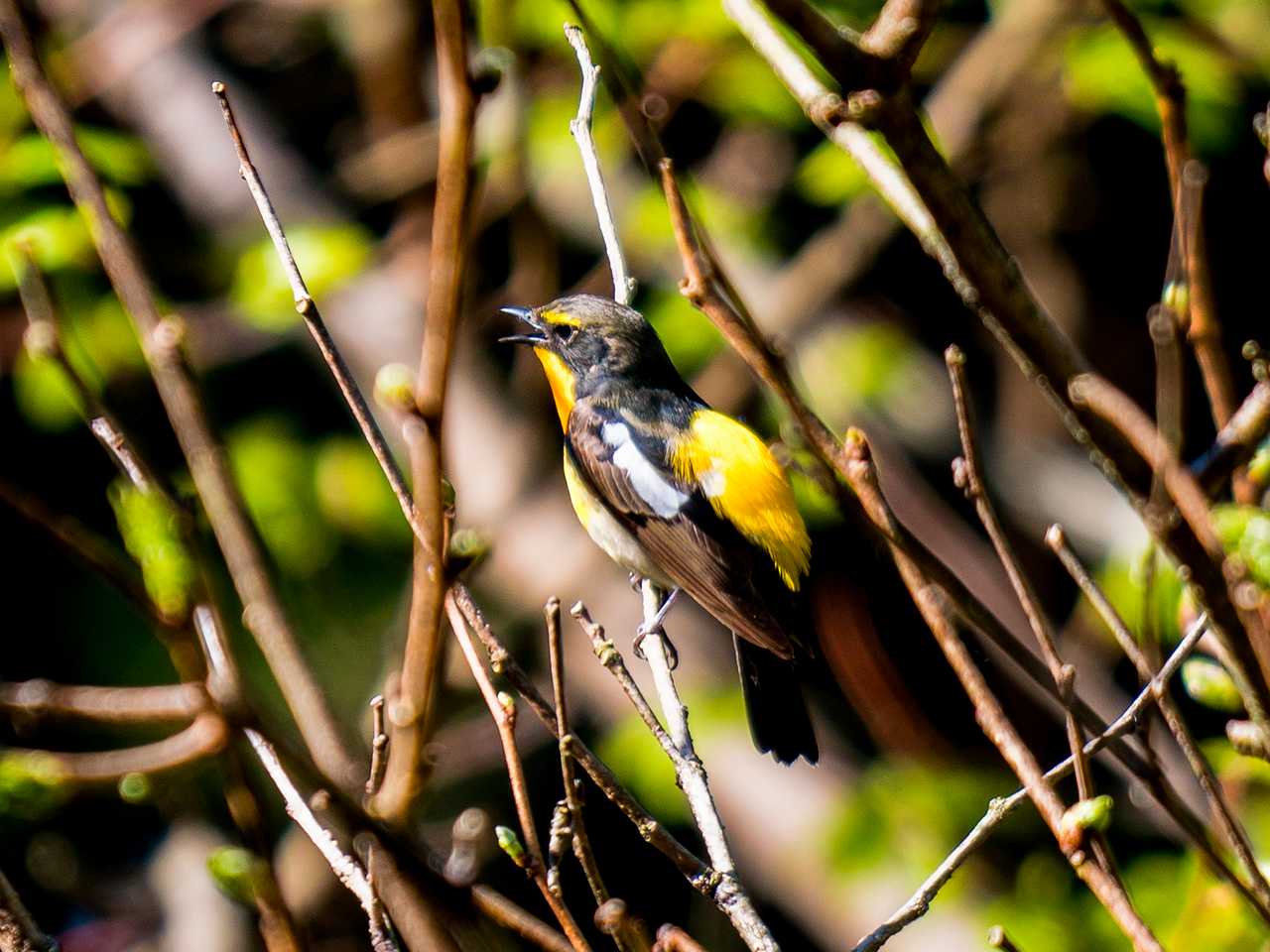 Narcissus Flycatcher