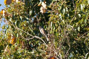 Bull-headed Shrike Kasai Rinkai Park Sun, 12/19/2021