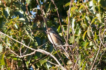 Bull-headed Shrike Kasai Rinkai Park Sun, 12/19/2021