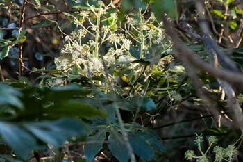 Warbling White-eye Kasai Rinkai Park Sun, 12/19/2021