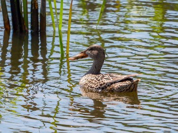 2017年5月5日(金) 岩手県陸前高田市の野鳥観察記録