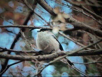 エナガ 馬見丘陵公園 2021年12月19日(日)