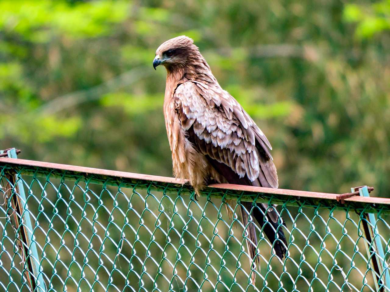 Black Kite