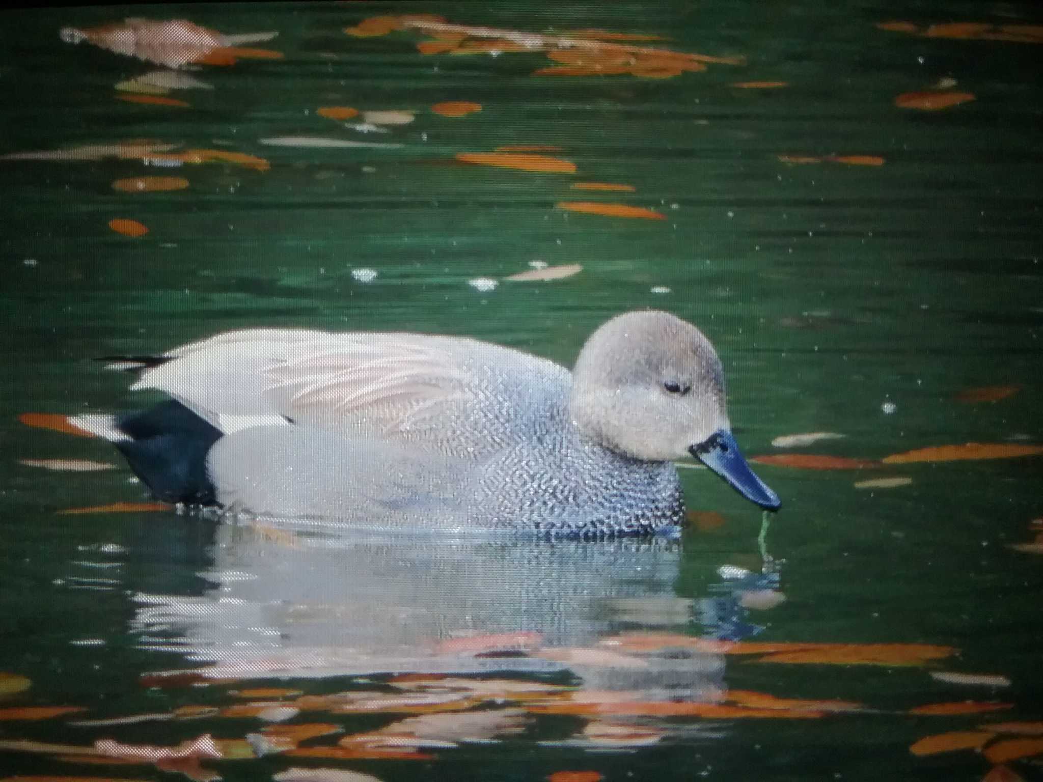 馬見丘陵公園 オカヨシガモの写真 by おもち