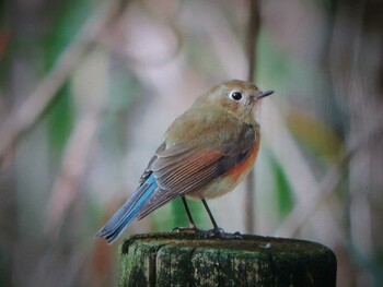 ルリビタキ 馬見丘陵公園 2021年12月19日(日)