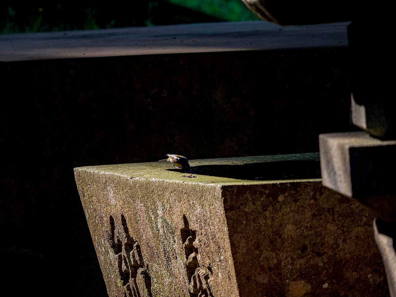 Photo of Narcissus Flycatcher at 岩手県陸前高田市 by ごりぺん