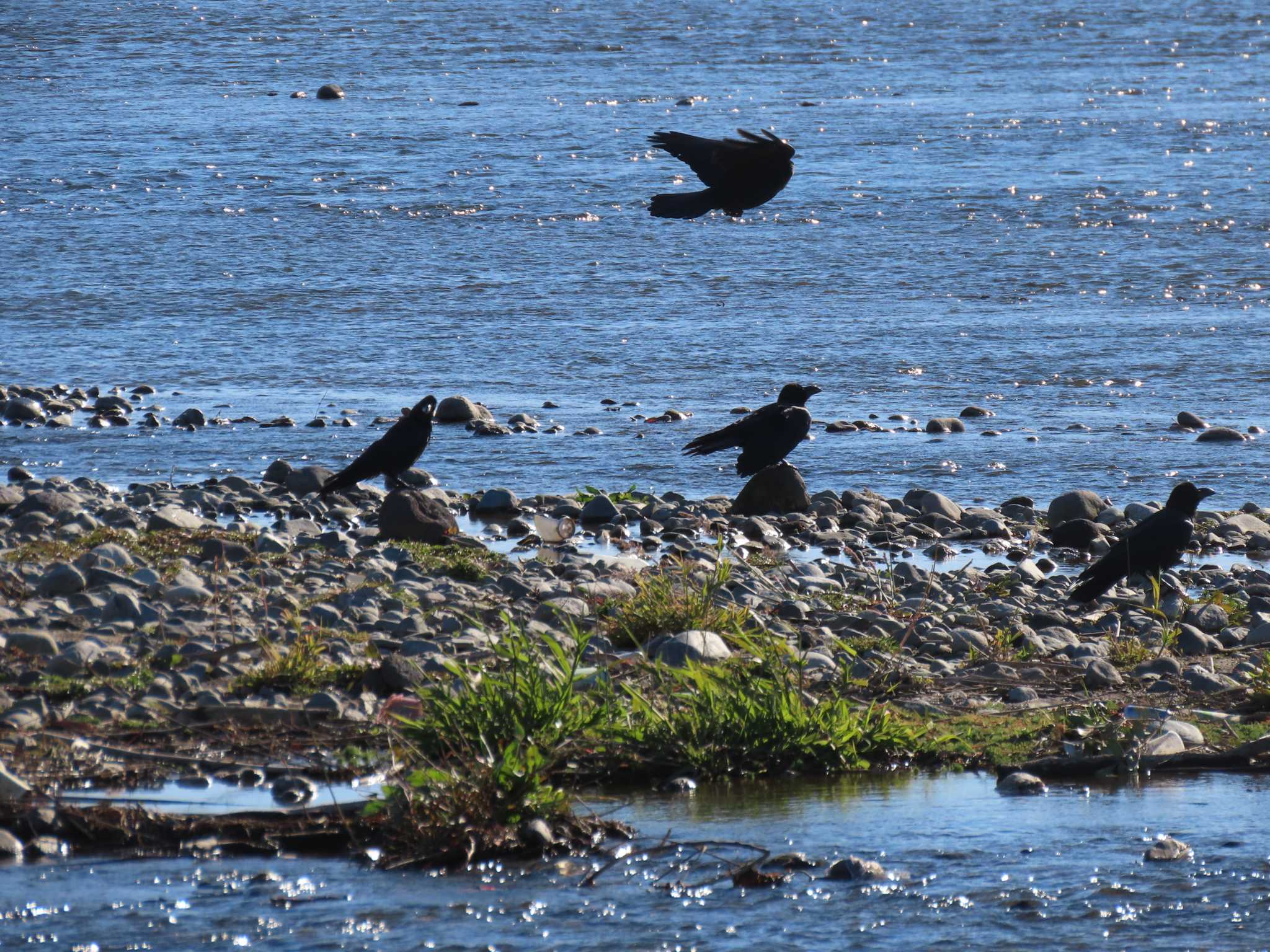 Large-billed Crow