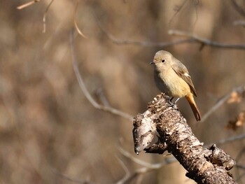 2021年12月19日(日) 丸火自然公園の野鳥観察記録