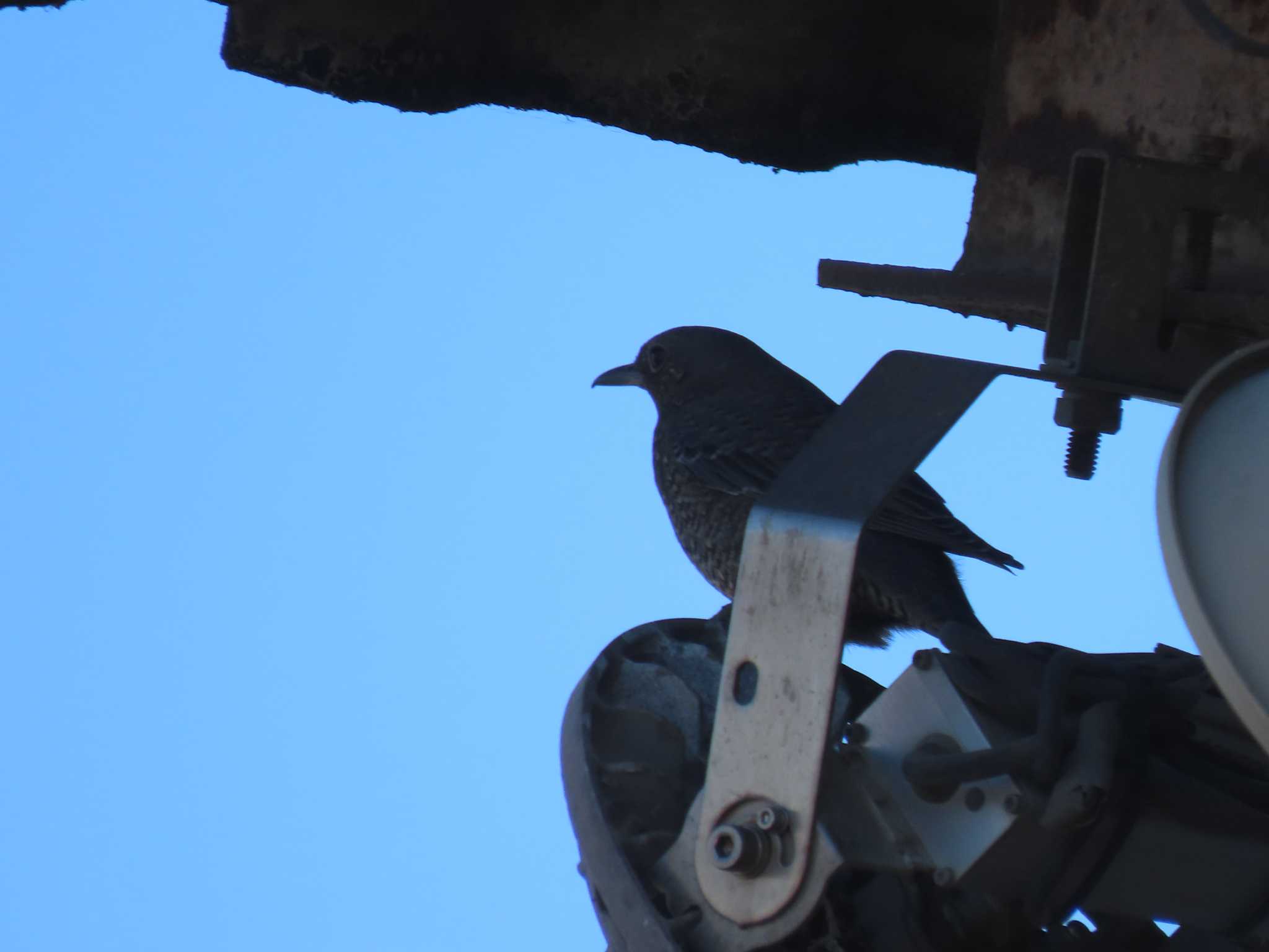 Blue Rock Thrush