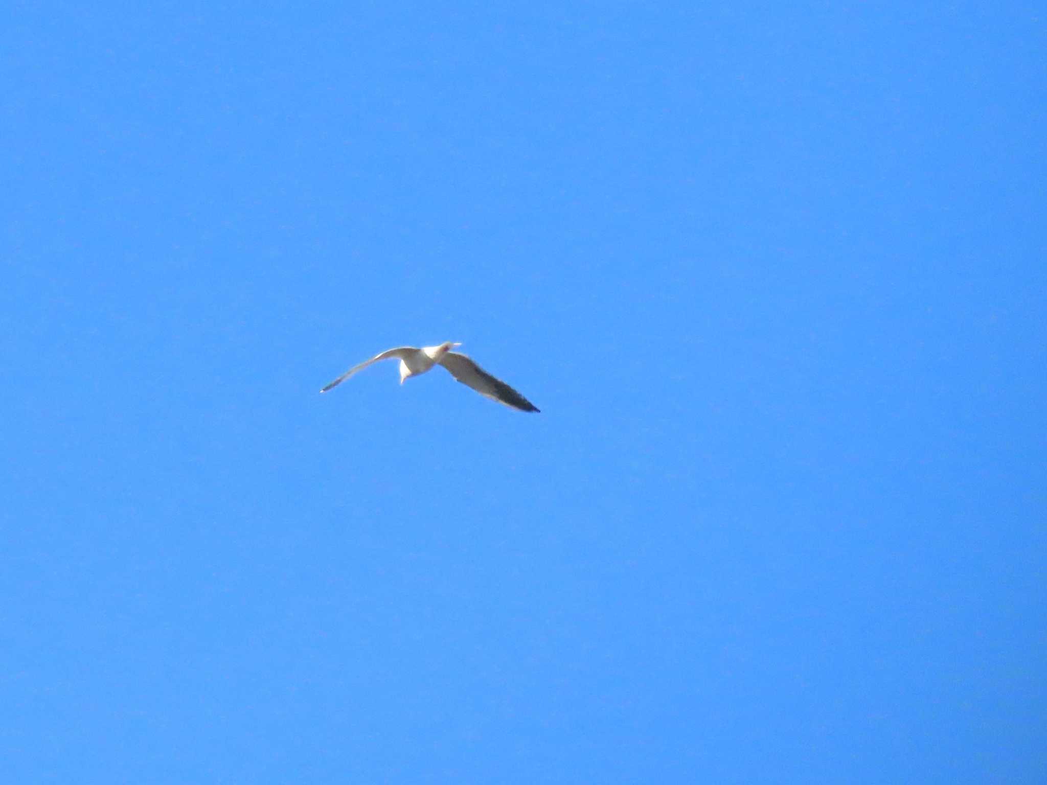 Common Gull