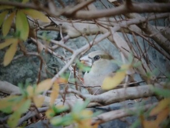 シメ 馬見丘陵公園 2021年12月19日(日)