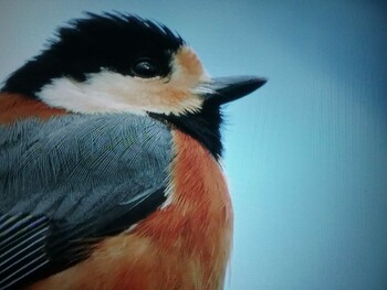 Sun, 12/19/2021 Birding report at 馬見丘陵公園