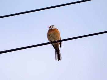 Meadow Bunting 岩手県陸前高田市 Fri, 5/5/2017