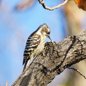 Japanese Pygmy Woodpecker Ooaso Wild Bird Forest Park Sun, 12/5/2021