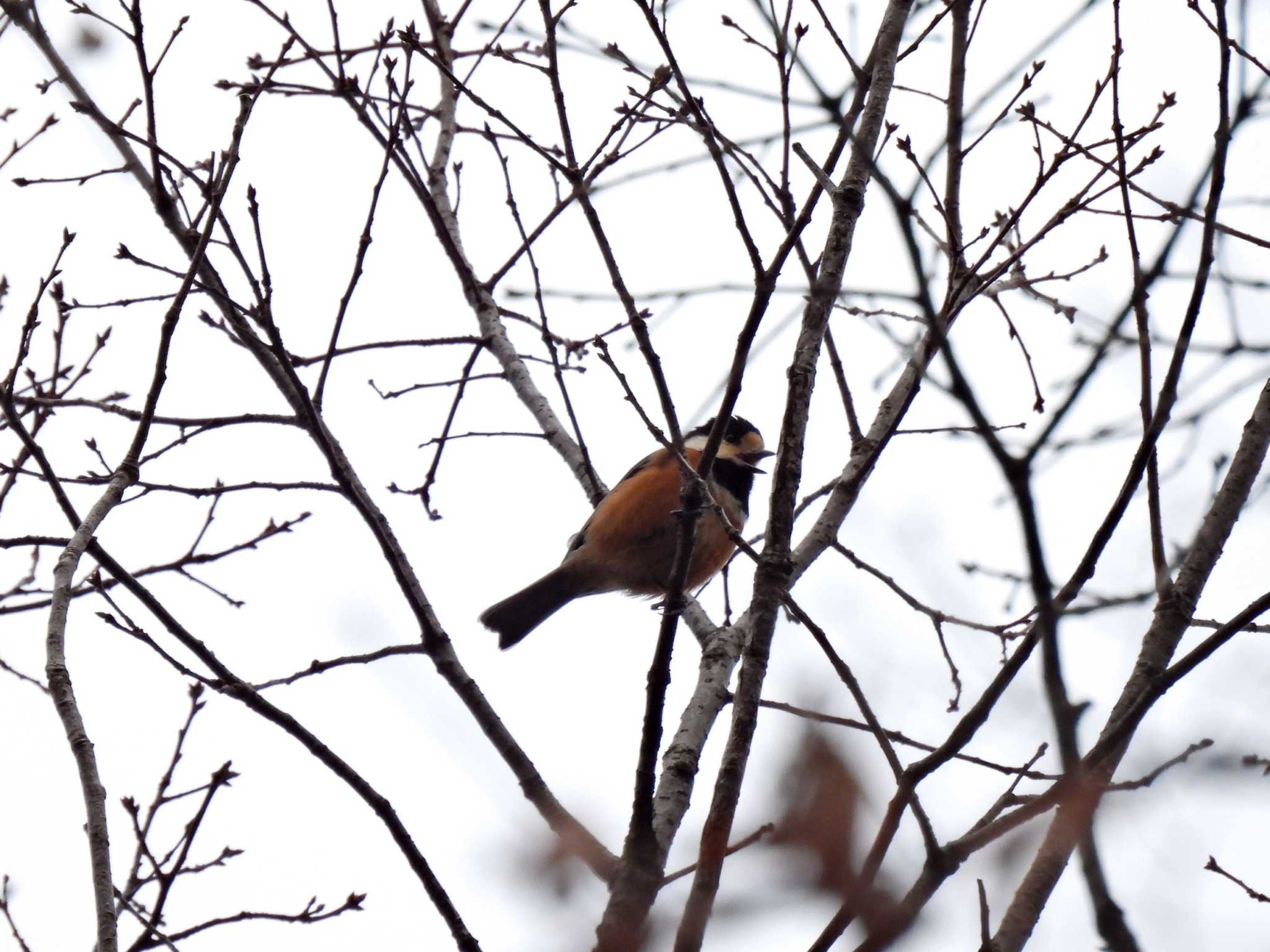 Photo of Varied Tit at 日本ラインうぬまの森 by 寅次郎