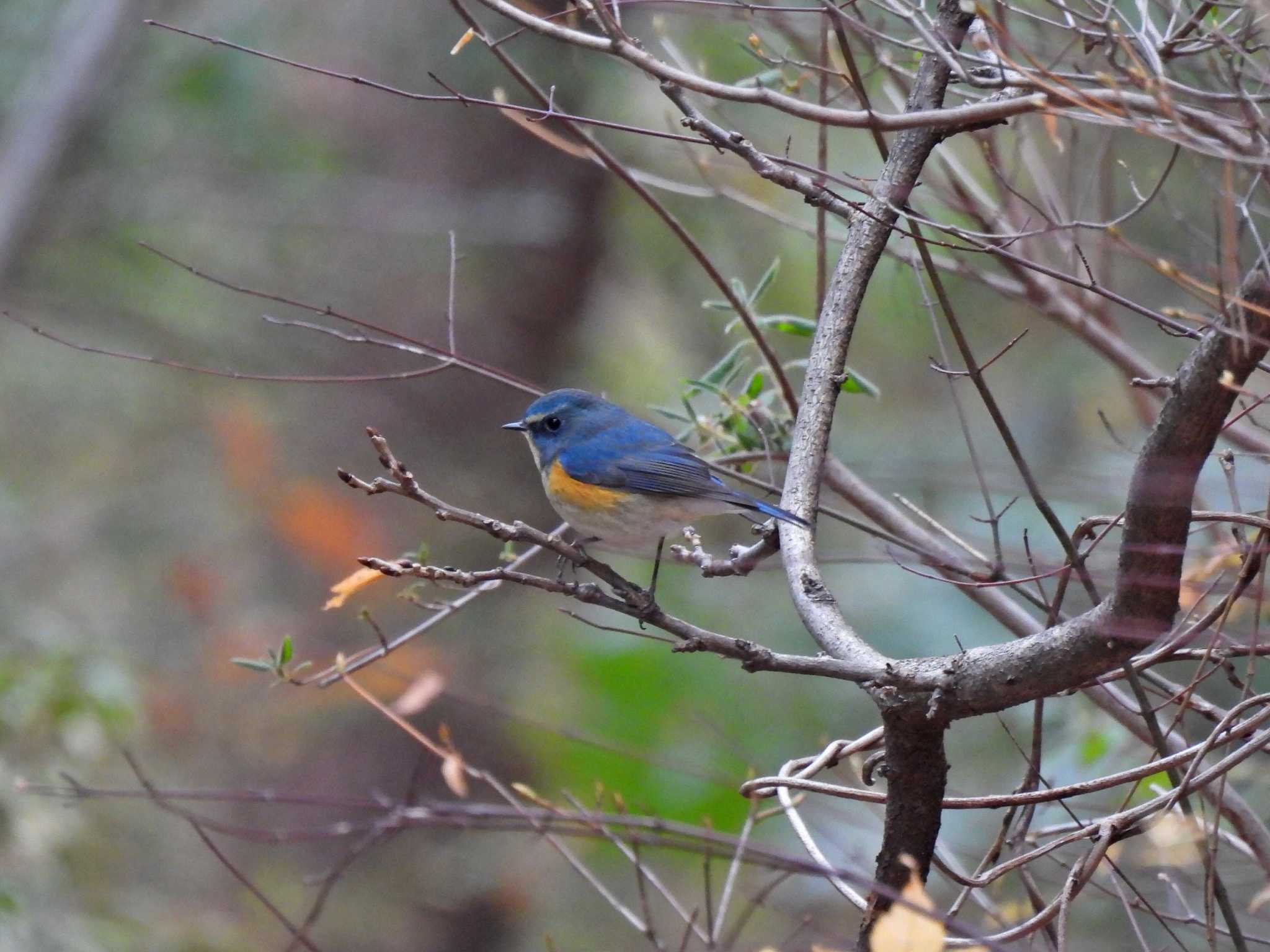 Photo of Red-flanked Bluetail at 日本ラインうぬまの森 by 寅次郎