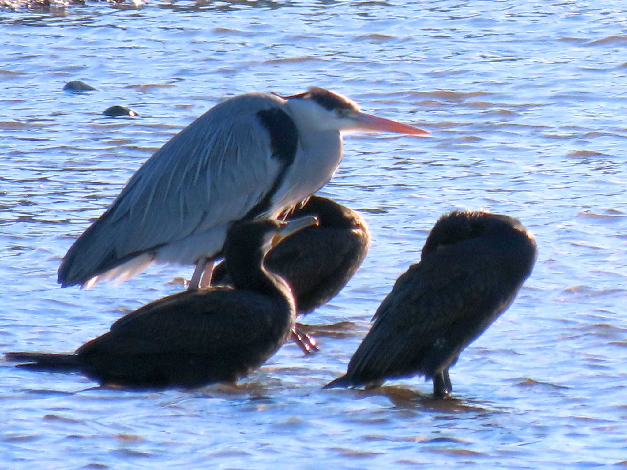 Grey Heron