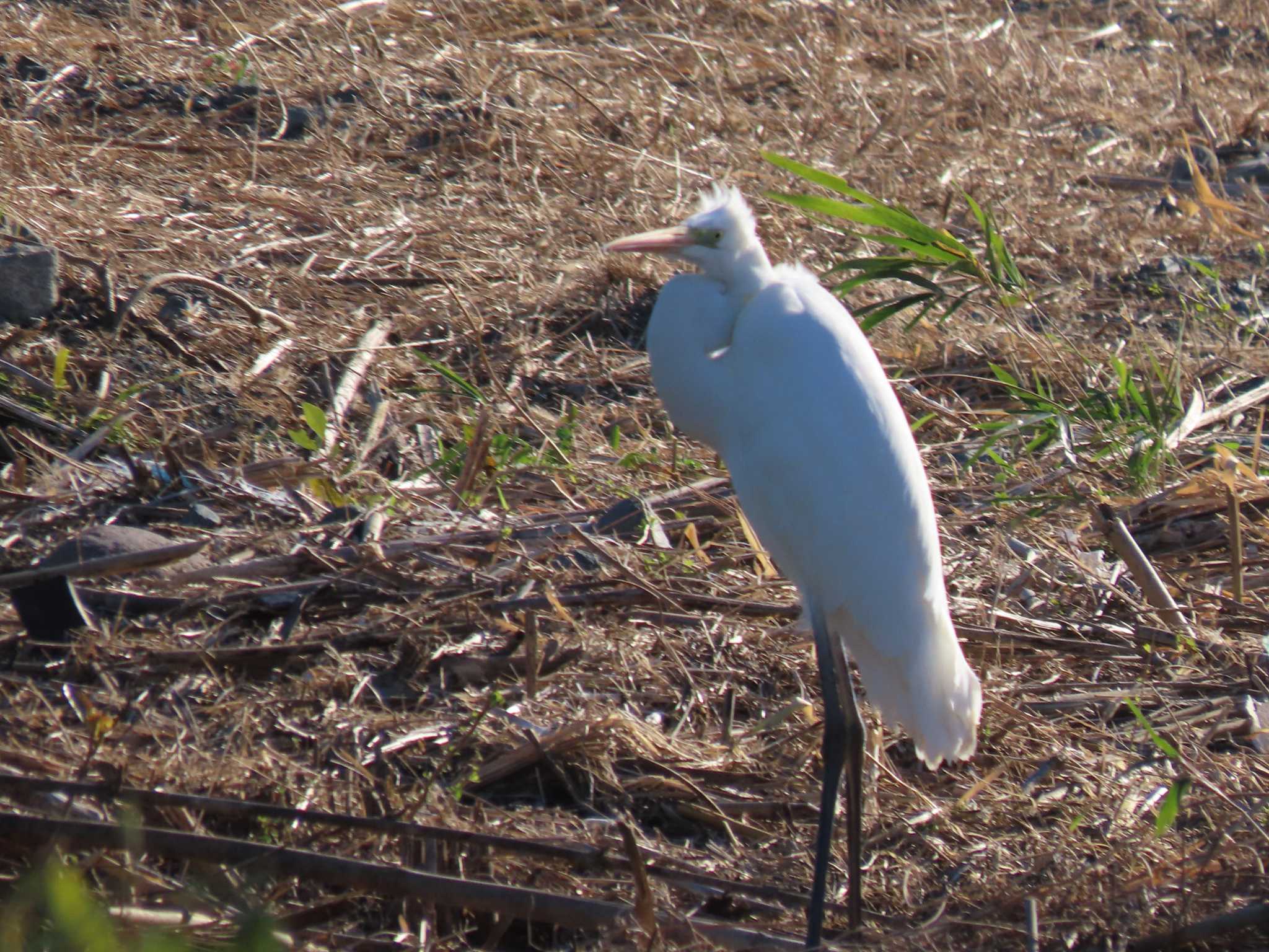 Great Egret