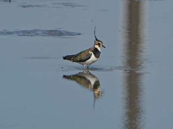 2021年12月19日(日) 明石市の野鳥観察記録