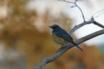 ルリビタキ 井頭公園 2021年12月12日(日)