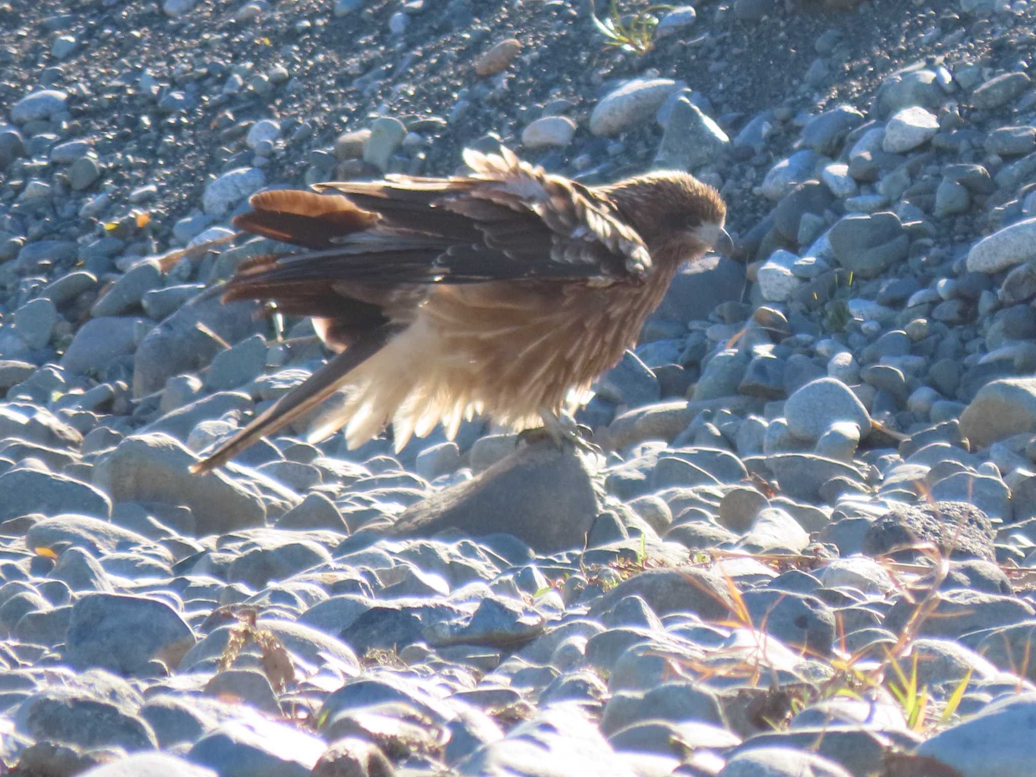 Black Kite