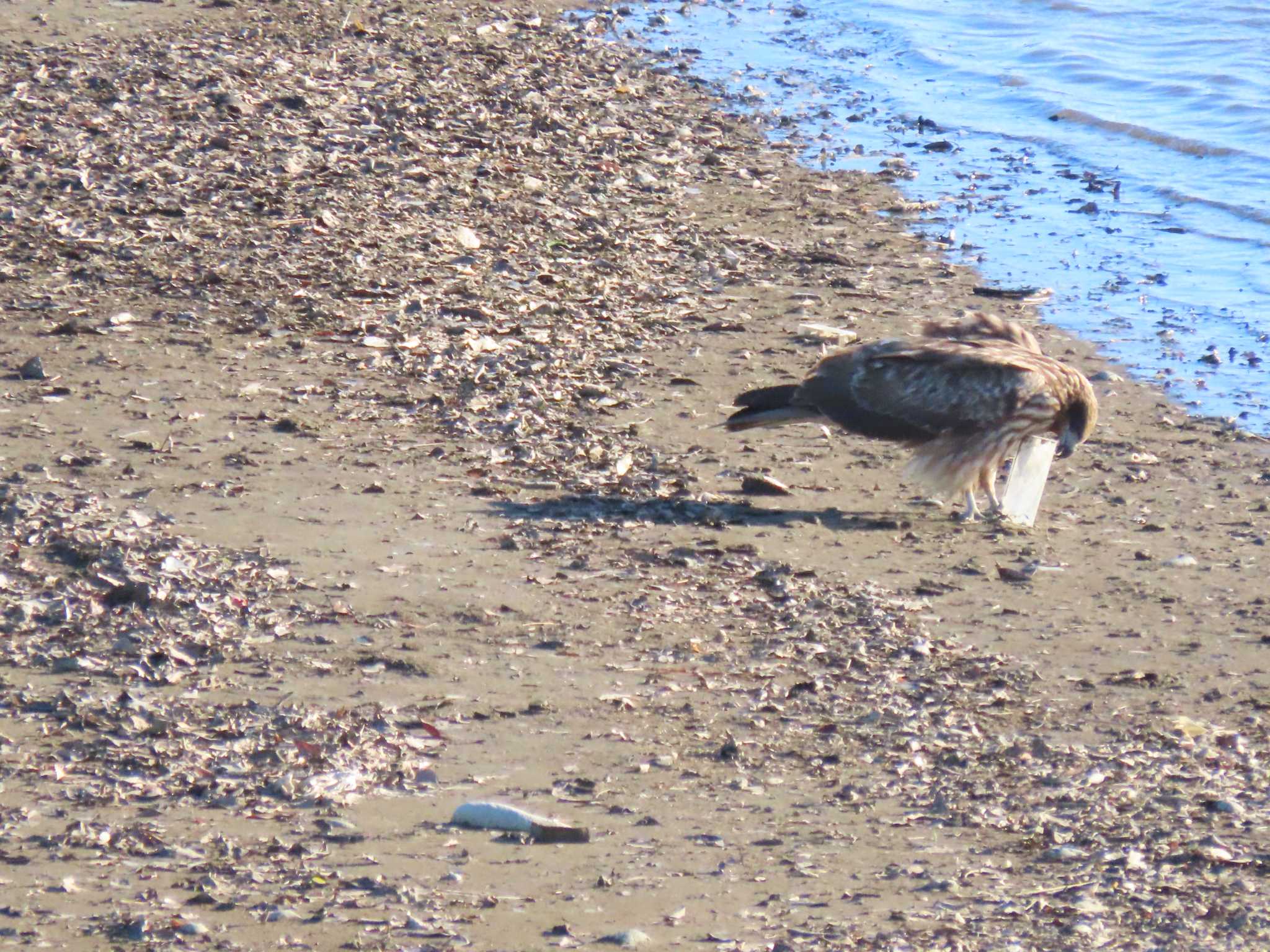 Black Kite